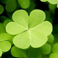 Изображение на повод Късмет